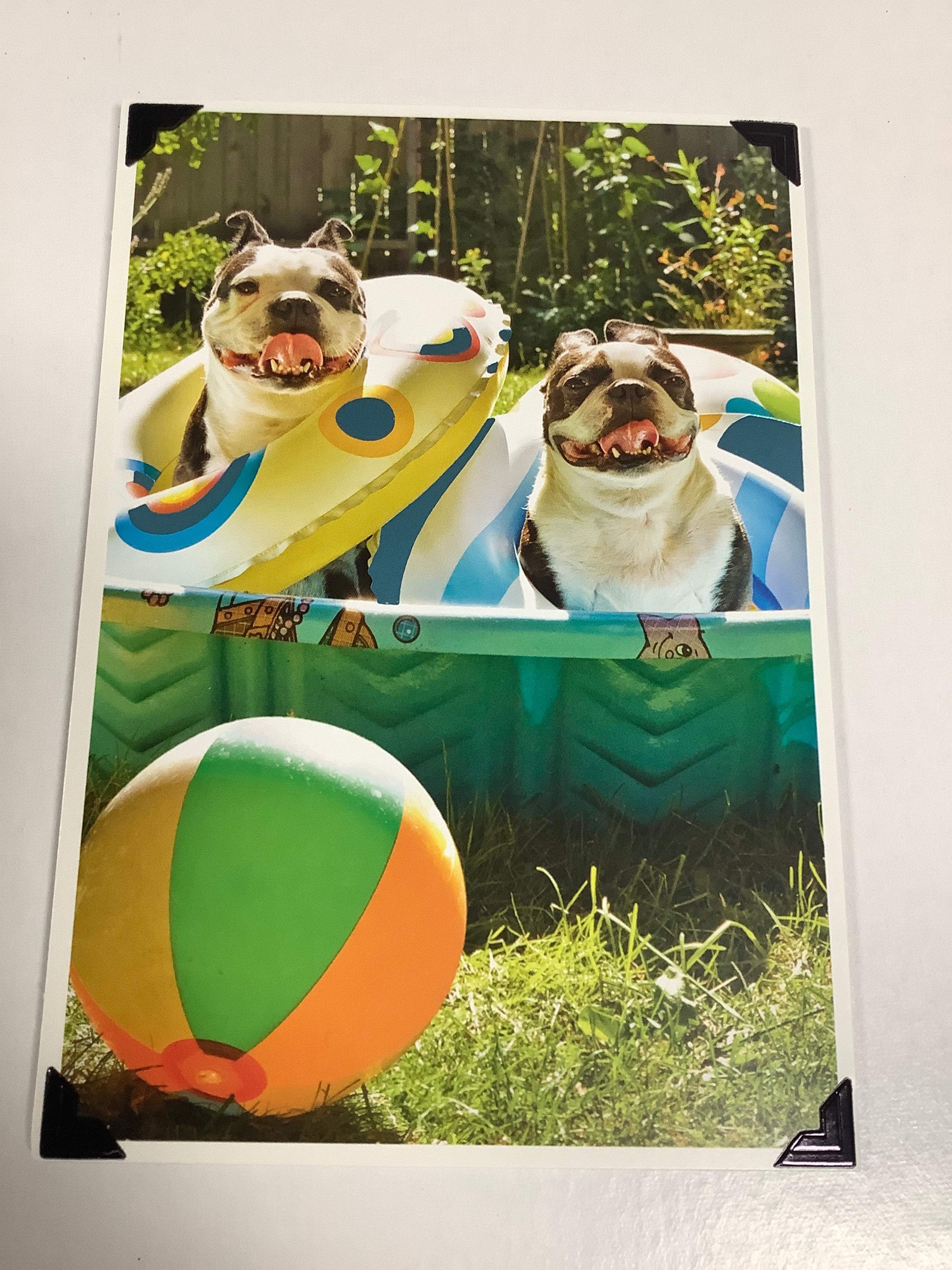 Card-BD-Humor-U0388 (B112)